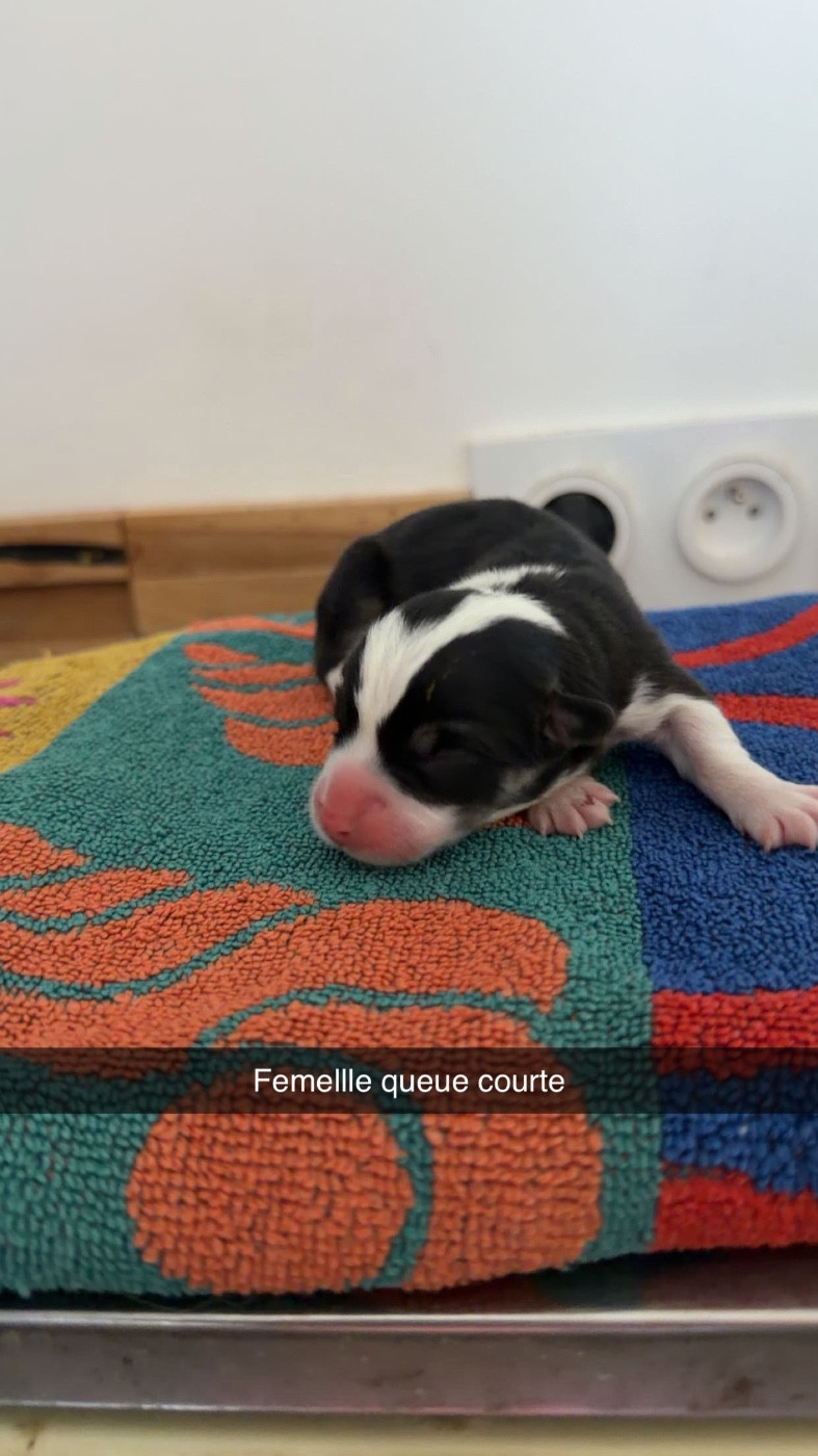 du royaume de l'embellie - Chiots disponibles - Welsh Corgi Pembroke