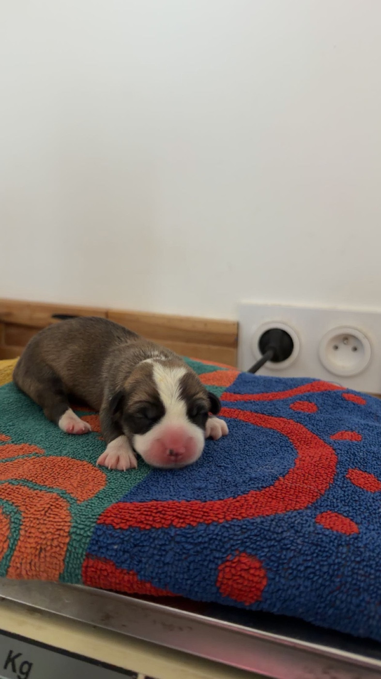 du royaume de l'embellie - Chiots disponibles - Welsh Corgi Pembroke
