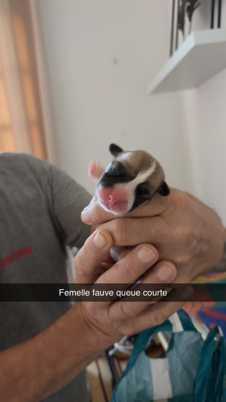 du royaume de l'embellie - Chiots disponibles - Welsh Corgi Pembroke