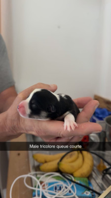 CHIOT 1