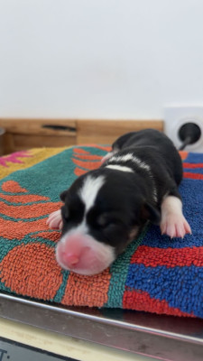 CHIOT 4