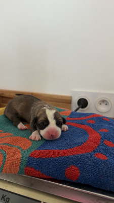 CHIOT 5