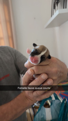 CHIOT 6