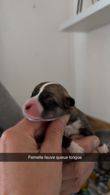 CHIOT 7