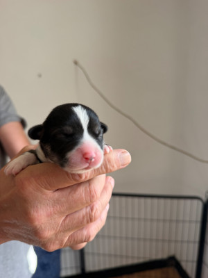 CHIOT 2
